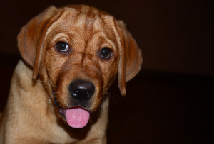 golden-labrador-puppy-1331799